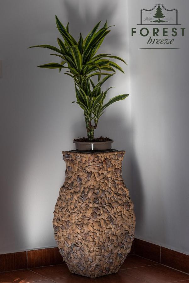 Forest Breeze Apartterrace Μπρασόβ Εξωτερικό φωτογραφία